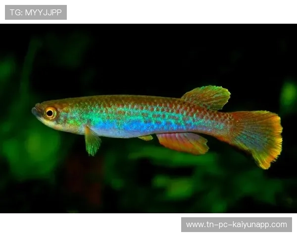 圭亚那水上体育逐渐成特色项目，圭亚那鱼类